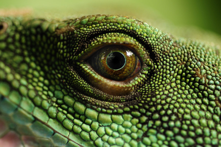  : NATURE : design :: MILAN