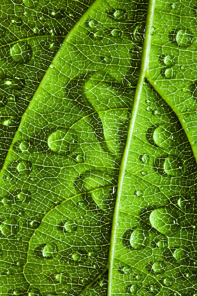  : NATURE : design :: MILAN