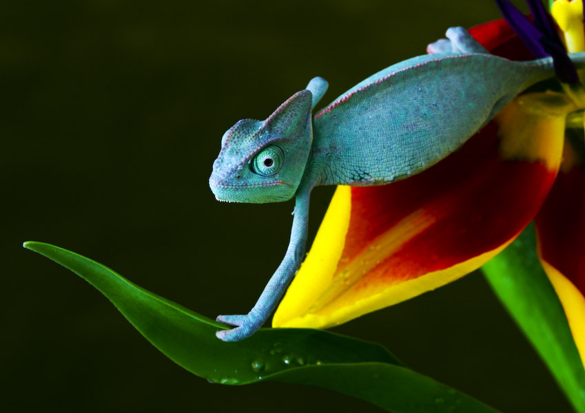  : NATURE : design :: MILAN